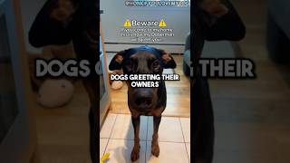 Top 3 Dogs Greeting Their Owners 🐕👋shorts funnydogs dogshorts funny doglover dog dogs [upl. by Htebezile37]