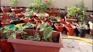 Growing Caladium from bulbs [upl. by Seidler]