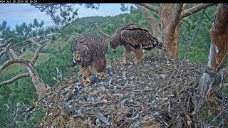 Гнездо солнечных орлов Алтына и НовыEastern imperial eagles AltynampNova 29072024 0621 [upl. by Ynots]