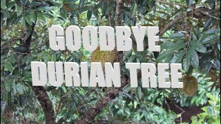 Why I Cut The Native Durian [upl. by Limay]