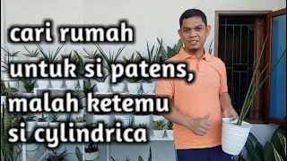 Mencari pot untuk Sansevieria Patens  Tips pemilihan pot untuk Sansevieria [upl. by Eimma]