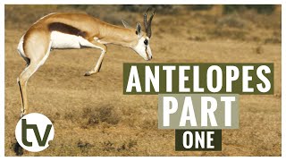 Antelope and their Habitats A closer look at Kudu Springbok Impala Blesbok and Red Hartebeest [upl. by Edwina]