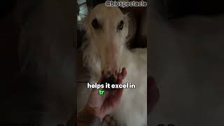 Borzoi Dog 🐕 AKA Let Me Do It For You animalfacts animaldocumentary [upl. by Matthaus]