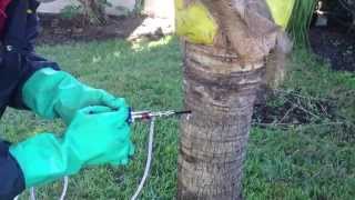 Whiteflies Control  Tree Treatment Palm City Florida [upl. by Lareena113]