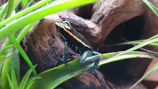 Phyllobates Vittatus calling [upl. by Wilmer586]