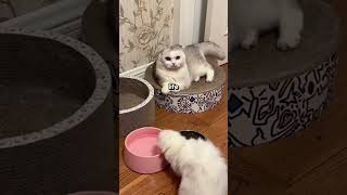 Ferret that make cat helpless animals cat ferret funny [upl. by Asirralc960]