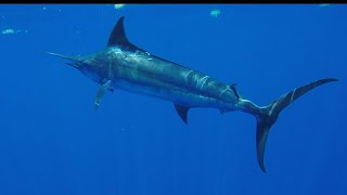 Blue Marlin on a Center Console [upl. by Adnema]