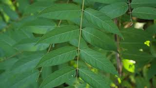 Ailanthus altissima  Tree of Heaven [upl. by Eerual264]