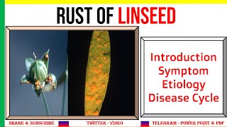 Rust of Linseed Introduction Symptoms Causal Organism Disease Cycle [upl. by Canica190]