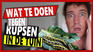 DE BIOLOGISCHE OPLOSSING TEGEN RUPSEN  Week 40  Vlog 106  Rupsen op kool [upl. by Ahsaelat587]