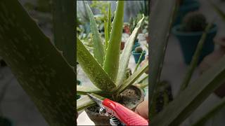 Boost Aloe Vera Growth with This Cutting Method 🌿shorts aloevera care [upl. by Aoht]