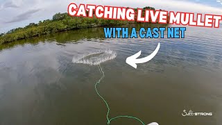 Beginner Tactics For Catching Mullet With A Cast Net [upl. by Shirlee281]