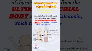 Shorts Thyroid gland development  embryology [upl. by Trelu]