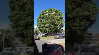 Mysterious tree greeting passersby [upl. by Ahsead]