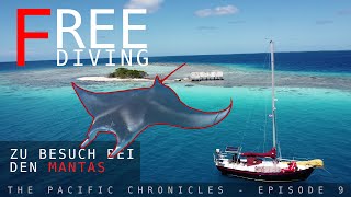 Freediving mit Mantas  Boatlife in französisch Polynesien 2024 [upl. by Udele286]