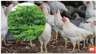 L’alimentation des poulets coquelets avec les feuilles Je nourrir mes volailles avec les feuilles [upl. by Nofpets684]