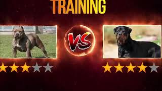 pitbull vs rottweiler real fight watch dog powers [upl. by Mackey]