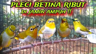 Suara Pleci Betina Ribut Untuk Memancing Emosi Pleci Jantan [upl. by Sheaff]