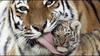 Documentaire Animaux Sauvages LA VENGEANCE DU TIGRE HD [upl. by Ynaiffit]