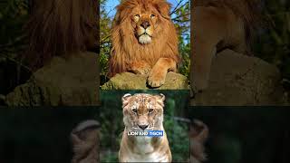 Tigon  a Crossbreed of a Lioness and a Male Tiger [upl. by Mooney]