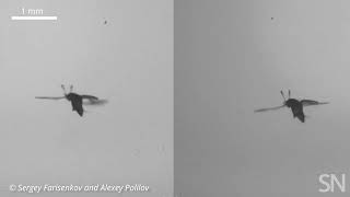 See highspeed video of featherwing beetles’ unique flying style  Science News [upl. by Alat]