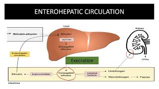 bilirubin metabolism in neonates Enterohepatic circulation Bilirubin production [upl. by Eural813]