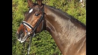 wwwsporthorsesonlinecom 2009 Westfalian gelding SOLD [upl. by Eiramanin499]