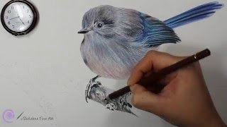 Drawing of a Splendid Fairy Wren  A Twig for a Blue Fairy [upl. by Zobe]