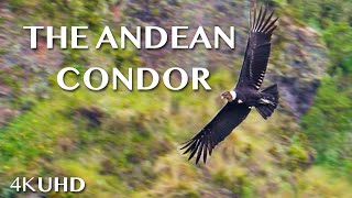 CONDORS In Ecuador  4K 60fps [upl. by Huebner]