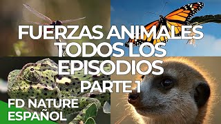 Fuerzas Especiales Animales Todos los Episodios Parte 1  Free Documentary Nature Español [upl. by Urania]