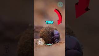 Why do dung beetles bury dung balls  🤔🤔 [upl. by Sulokcin355]