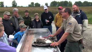 Canada Goose Processing from Field to Table  Indiana DNR [upl. by Ihel625]