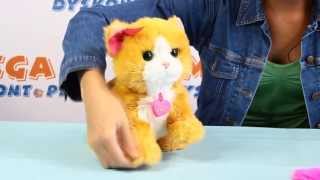 Interactive Kitty Daisy  Interaktywny Kotek Daisy  FurReal Friends  Hasbro  Plays with Me [upl. by Tabbie]