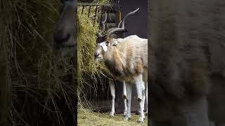 Addax Critically Endangered Antelope [upl. by Tocs]