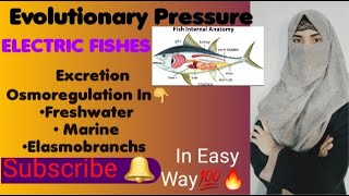 ELECTRIC FISHES  Electroreception in Shark Electric eel Excretion and osmoregulation [upl. by Holt]