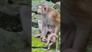 What happened to this baby monkey 😨 shorts new cute monkey shortfilm babymonkey monkeybaby [upl. by Astera]