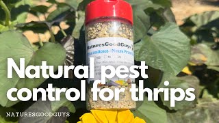 GOODBYE THRIPS Easy pesticidefree method for thrip control [upl. by Mylan]