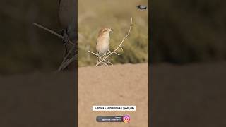 Lanius Lsabellinus  طائر الصرد LaniusLsabellinus shorts birds wildlife oman [upl. by Lezned]