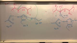 Pancreatic Elastase [upl. by Sutelc224]