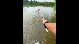 One shot is in the hand the fisherman of the wild fishing catfish is so crazy incredible the fis [upl. by Yneffit]