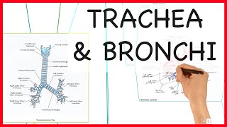 TRACHEA AND BRONCHI  ANATOMY SERIES [upl. by Atenaz]