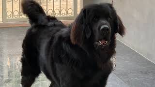 Tibetan Mastiff Dog power barking [upl. by Yetty252]