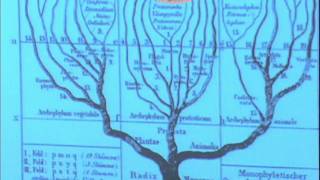 Diversidade Biológica e Filogenia  videoaula 1 [upl. by Dupuis]