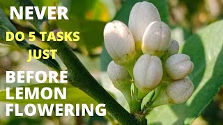 What NOT to Do Before Flowering of Lemon Plant [upl. by Orfield]