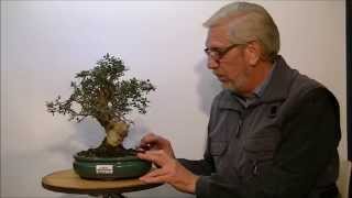 Bonsai Olea Oleaster Silvestris [upl. by Vashtia756]