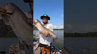 Catfishing with live bait fishing catfish fyp [upl. by Akinihs468]