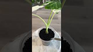 Dont Toss Your Alocasia Stump houseplants alocasia rareplants [upl. by Barbe]