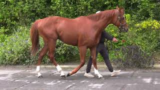 LOT 89 ARQANA BREEZE UP SALE DEAUVILLE [upl. by Sunny]