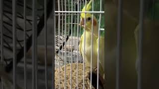 Cute yellow birds playing with sticks birds cute animals love I wonder if they will give eggs [upl. by Eisor]