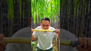 आखिर इस गने को क्यों काट रहा है shortsvideo youtubeshorts sugarcanecultivation shortsviral fact [upl. by Pomfrey]